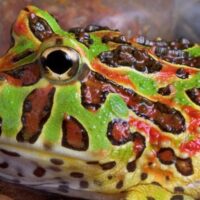 Рогатая лягушка (Ceratophrys): уход, террариум, кормление, зимовка 916c3d8d9a6b0b78f135022a72ef8246