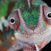 Почему у хамелеона западают глаза: 5 критических причин chameleon_facts_4
