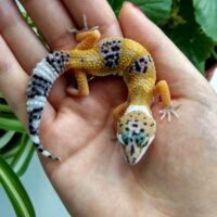 Морфы эублефара: полное руководство по цветовым вариациям и их генетике 5b3914d965bcf16184243142
